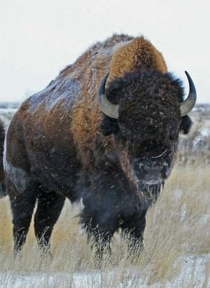 si-bison-banff-300