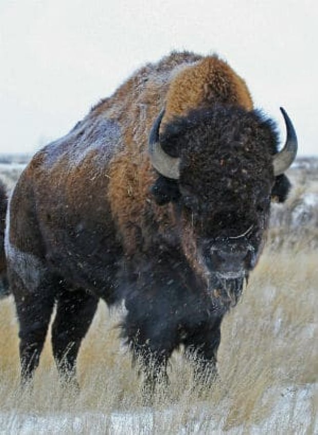 si-bison-banff-300