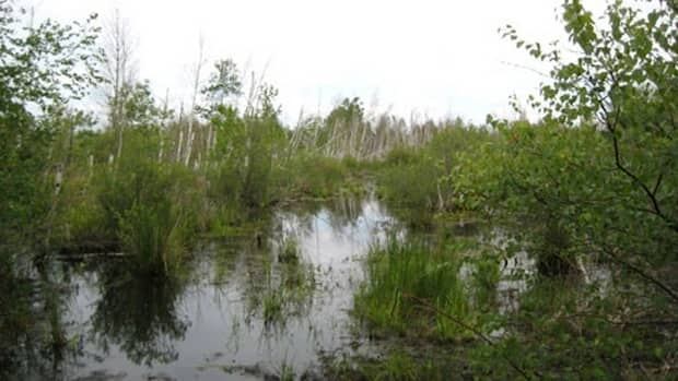 wainfleetbog-8col