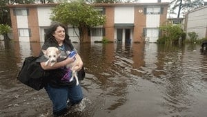 si-flood-dog-rtr37aio