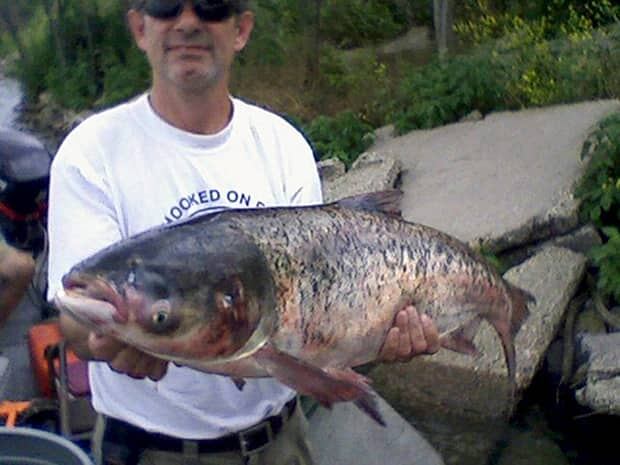 wdr-620-asian-carp-ap90729431-credit-illinois-department-of-natural-resources