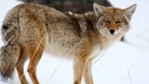 si-220-coyote-istock