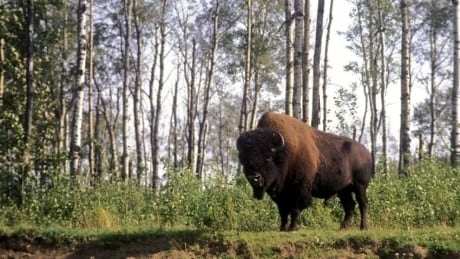 Thirty more wood bison from Alberta have been flown to live in Russia as part of a conservation project. hi-elk-russia