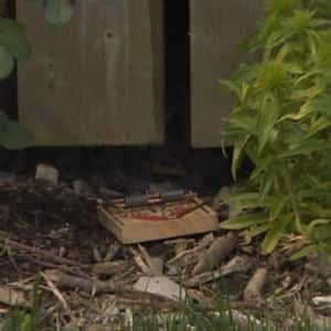 nl-rat-trap-20130625