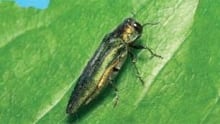 tp-ottawa-ash-borer