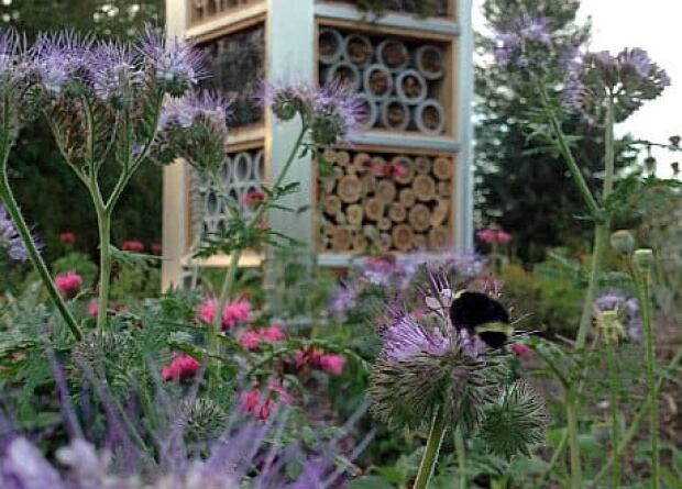 mi-bc-130808-insect-hotel-bee