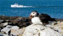 si-nb-puffin-machias-220