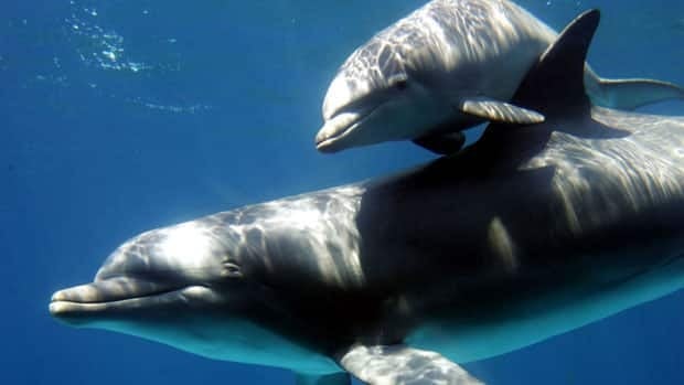 li-dolphin-rtxonhh
