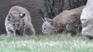 si-bobcat-cubs-220