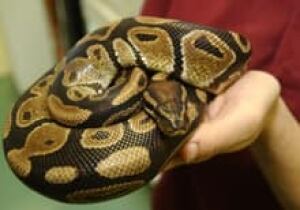 small-python-220