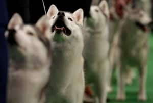 si-300-huskies-dogshow-0213