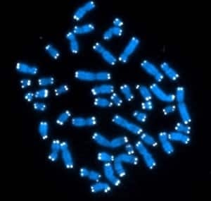si-cp-chromosomes3209856