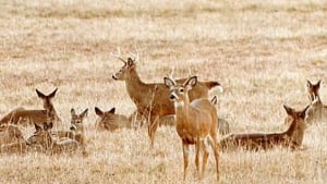 li-bc-whitetail-deer-600