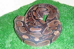 ii-python-300-cp-04400393