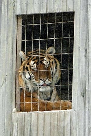 ii-tiger-cp-300-7926974