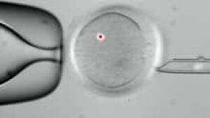 si-embryo-3-parent-220-cp-0