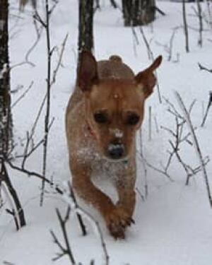 mi-spencer-dog-220