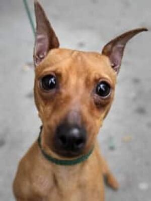 mi-pinscher