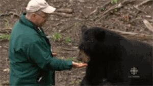 nb-bear-safari-richard-goguen