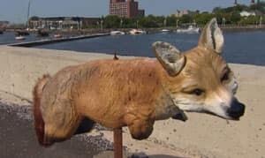 pe-mi-fake-fox