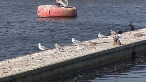 pe-hi-seagulls-wharf-4col