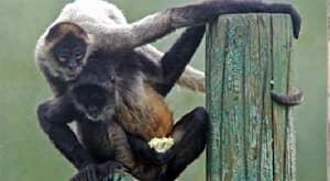 mi-spidermonkeys-calgary-zoo-300