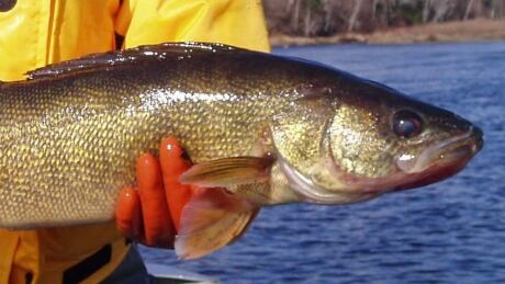 Saskatchewan has nearly 100,000 lakes and rivers where walleye are often found.
Walleye