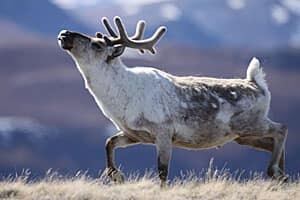 sm-300-caribou-post9hr