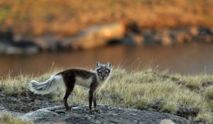 li-620-arctic-fox-post4hr