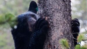 hi-bear