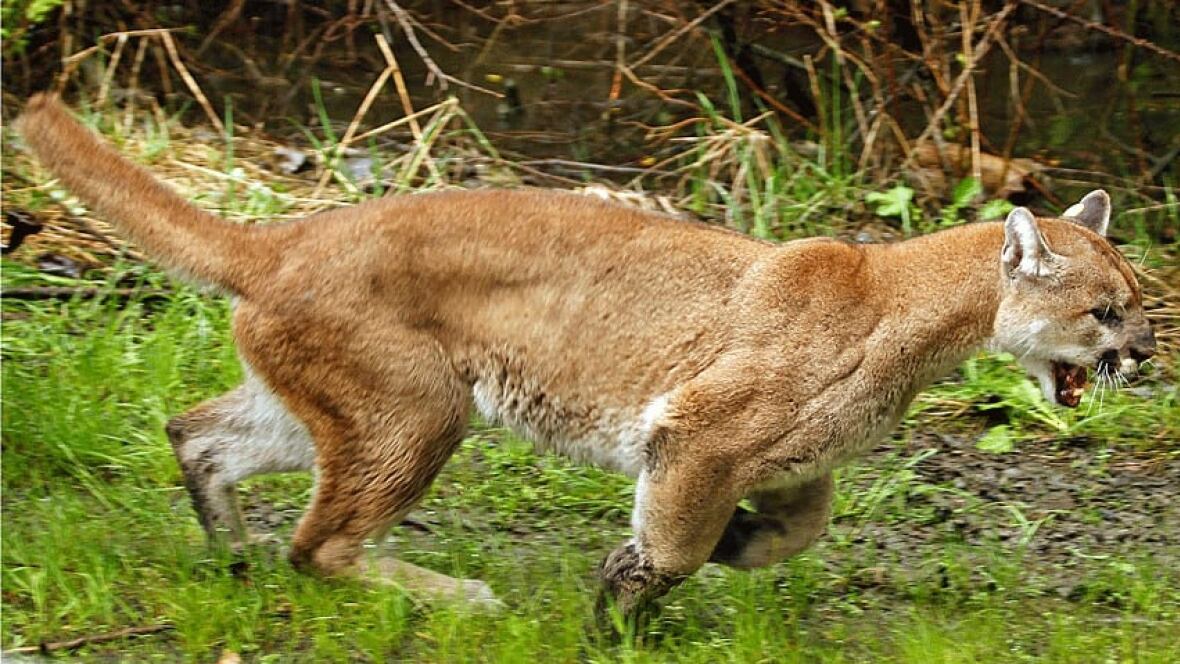 B.C. woman recounts 'surreal' cougar attack in her house British