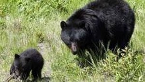hi-bc-121002-black-bears-cp-3col