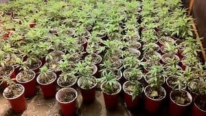 hi-bc-130613-medical-marijuana-keating-4col