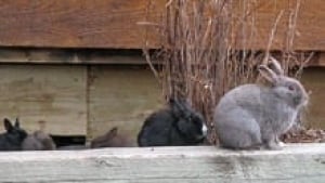 si-cgy-canmore-bunnies-