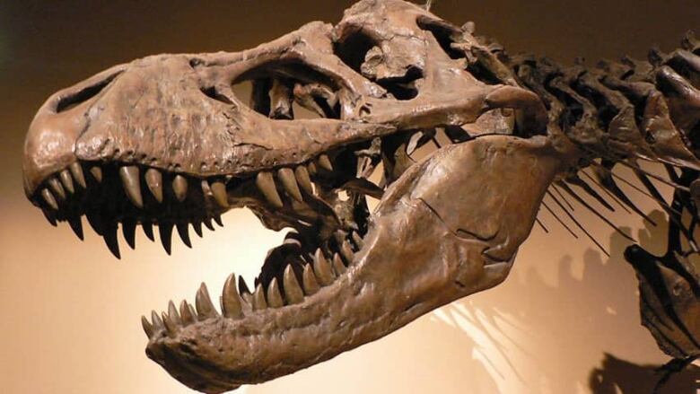 Pregnant T. Rex unearthed