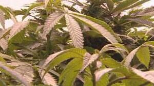 mi-marijuana