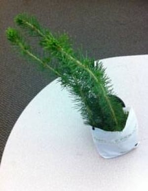si-free-trees-120924