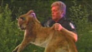hi-bc-120817-cougar-attack-conservation-kill-3col