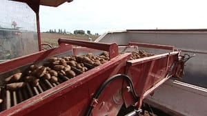 pe-hi-potato-harvest-852-4col
