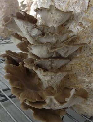 mi-mushrooms-2