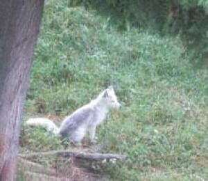 tb-arctic-fox-chippewa