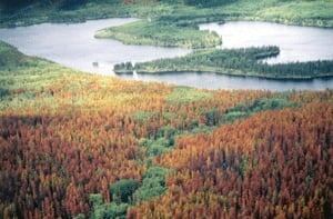 si-pines-quesnel