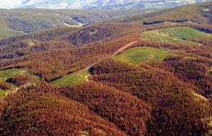 si-colorado-forest