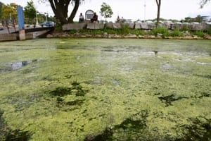 algae-near-bayfront-300