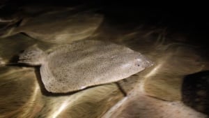 hi-turbot-ap