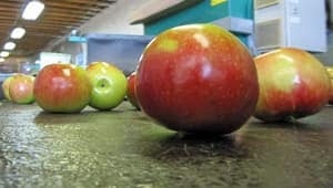 wdr-300-apples