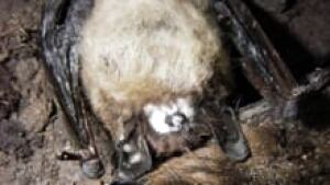nb-bat-fungus-closeup-220