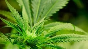 hi-852-marijuana-cp9644436-4col