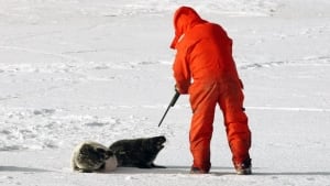 hi-seal-hunt-897-8col