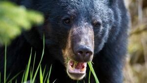 li-bear-again-620